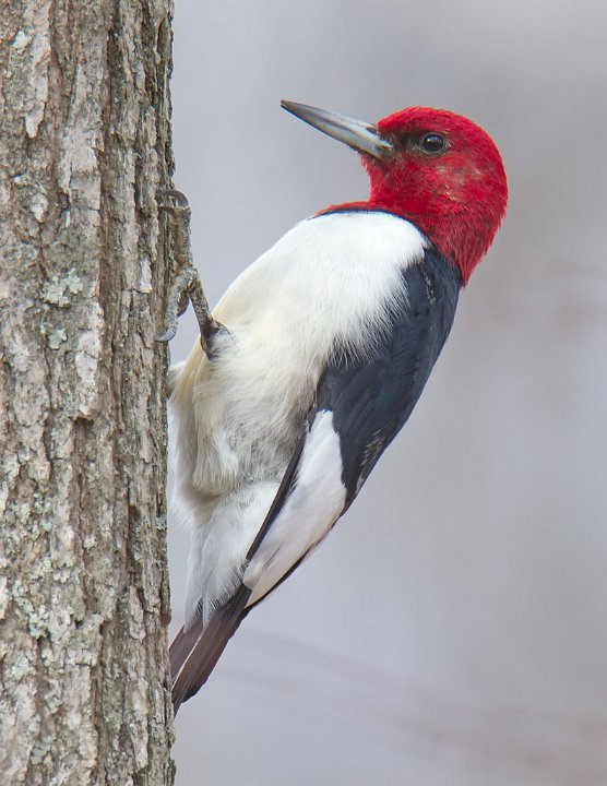 _3SB1829 red-headed woodpecker a85x11.jpg